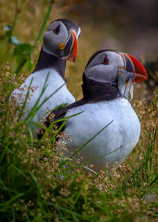 Puffin Envy