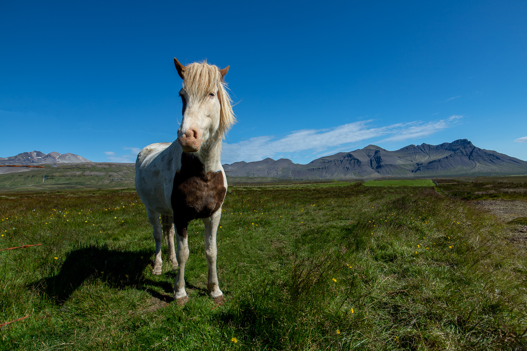 Icelandic horse