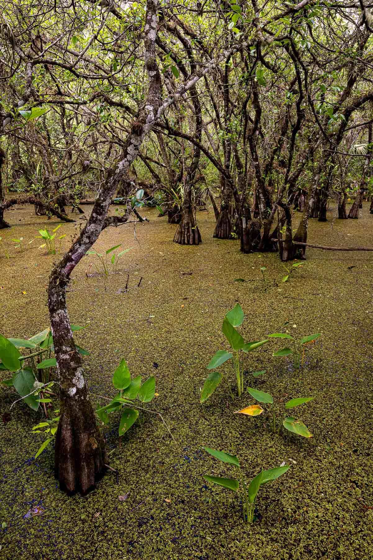 In the swamp